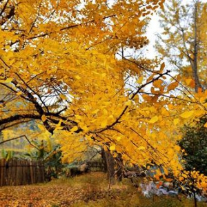 《海派詩人》散文詩園——楊瑞福 滿圃秋霞裁新衣（組章）