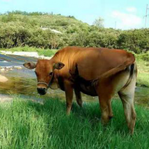 翁澤良——牛年話牛