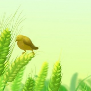 小滿節(jié)氣的特點(diǎn)和風(fēng)俗小滿節(jié)氣的特點(diǎn)和風(fēng)俗有哪些