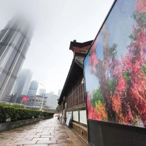 上海一周區(qū)情：春色如許油菜花開遍地醉人游 樂享野趣探尋鄉(xiāng)村文旅“新風尚”